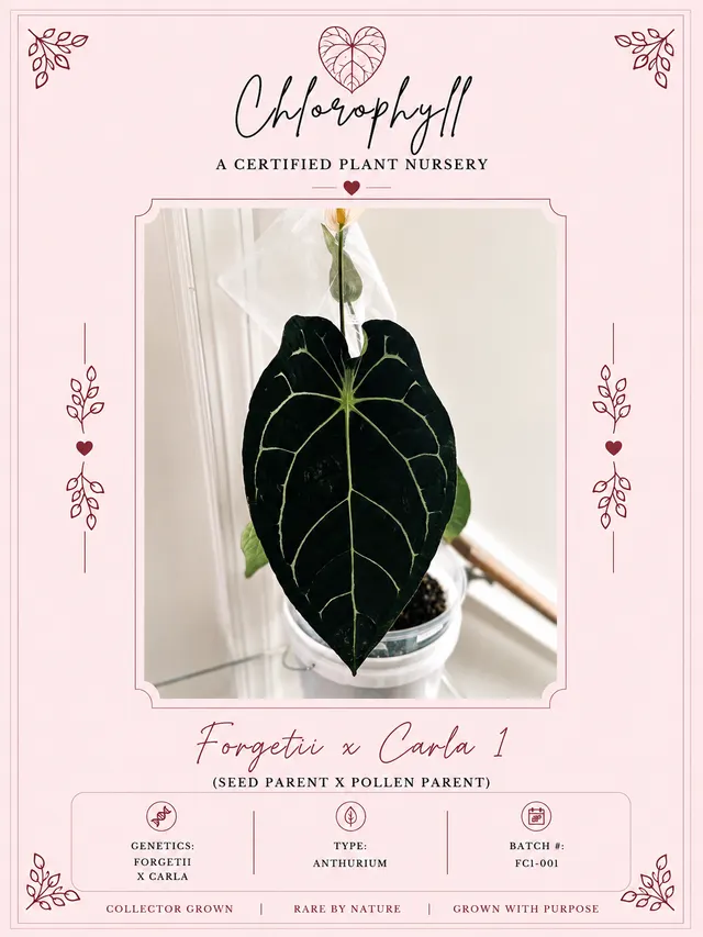Forgetii x Carla 0001