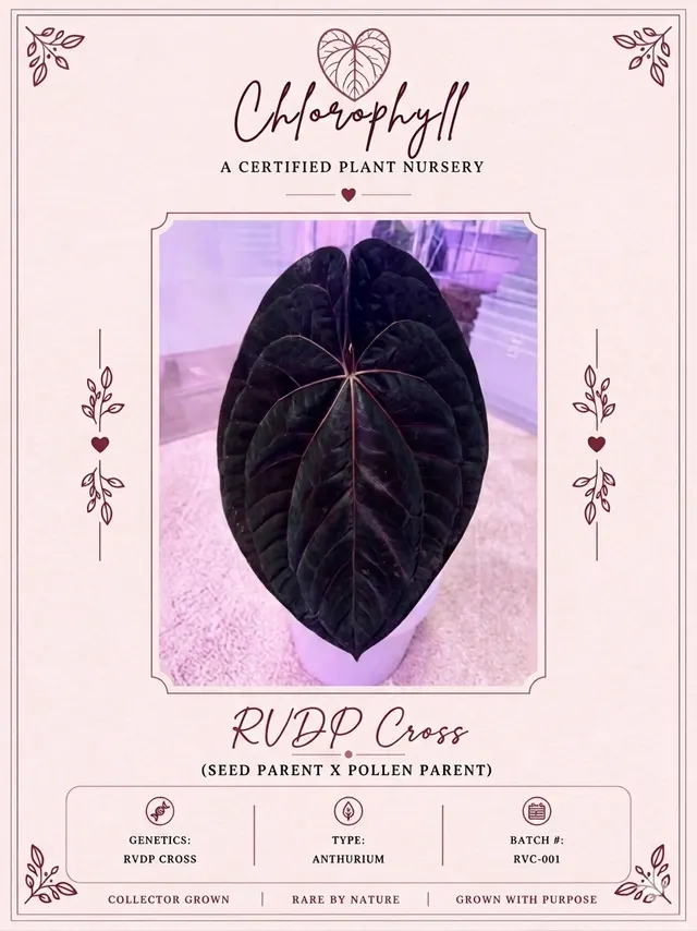 RVDP x Open 0001