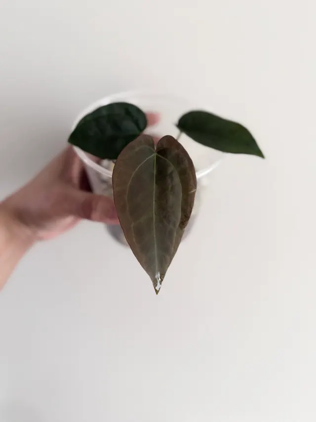 Velvet Moon seedlings, an offspring from this pairing