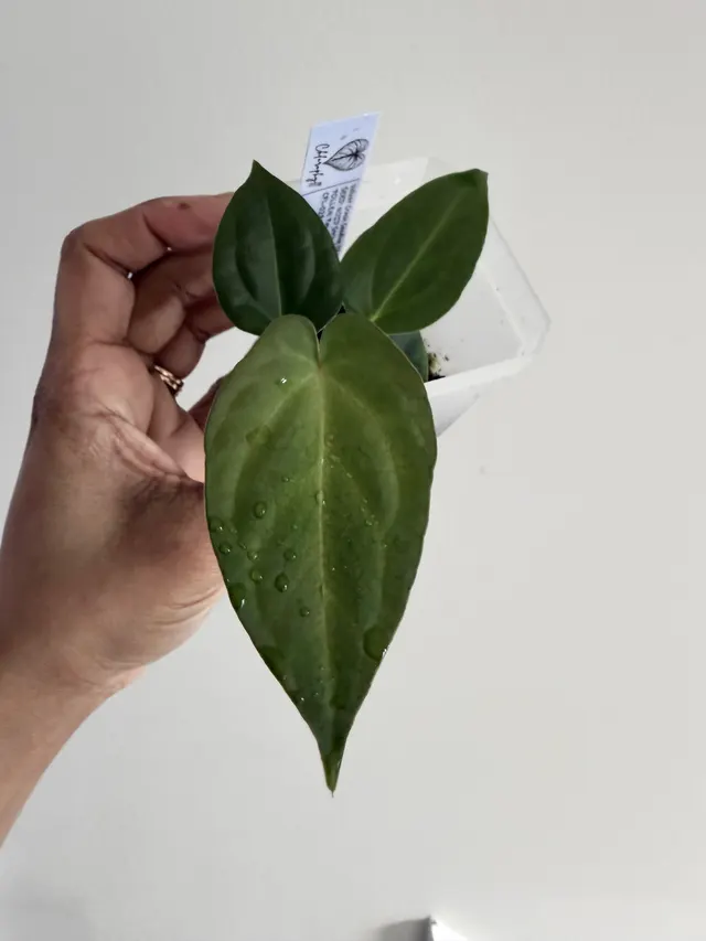 Velvet Crush seedlings, an offspring from this pairing