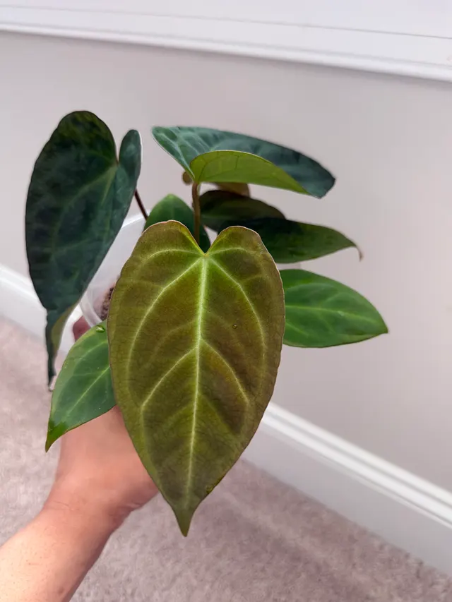 Nocturne's Kiss Seedling 033, an offspring from this pairing