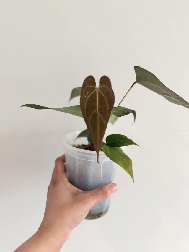 Nocturne's Kiss Seedling 027, an offspring from this pairing