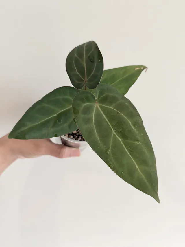 Nocturne's Kiss Seedling 025, an offspring from this pairing