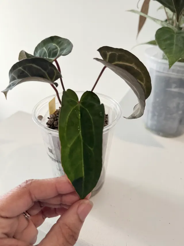 Nocturne's Kiss Seedling 021, an offspring from this pairing