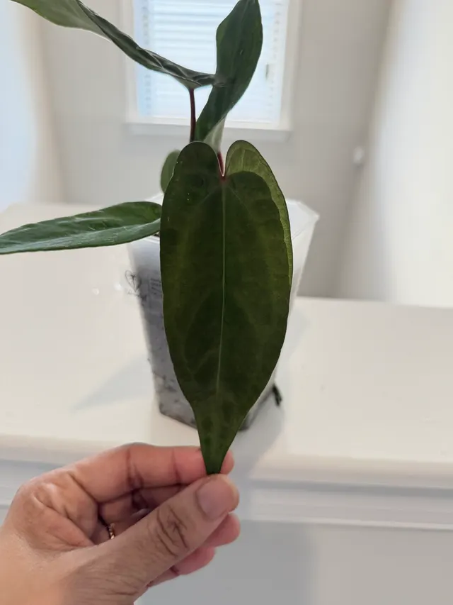 Nocturne's Kiss Seedling 020, an offspring from this pairing