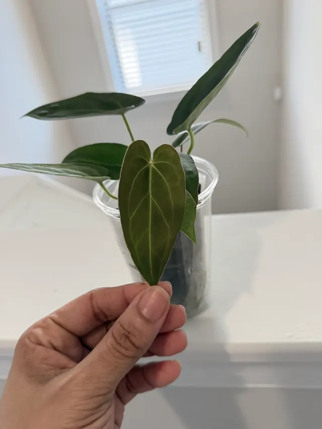 Nocturne's Kiss Seedling 019, an offspring from this pairing
