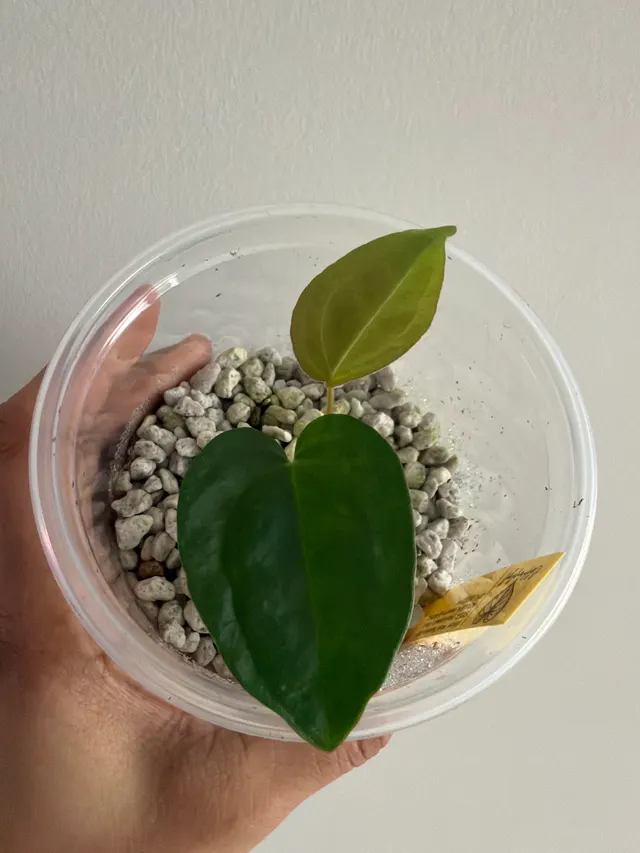 Velvet Moon Seedling 001, an offspring from this pairing