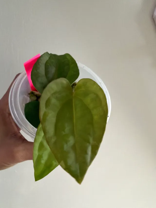 Carla X BVEP X AOS × Carla X Pap (Soul Reaper) Seedling 003, an offspring from this pairing