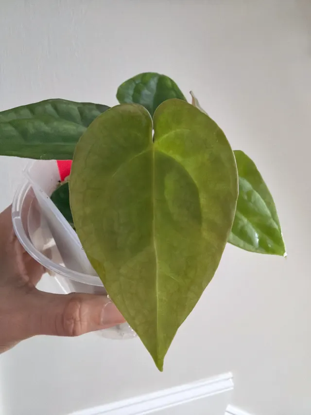 Carla X BVEP X AOS × Carla X Pap (Soul Reaper) Seedling 006, an offspring from this pairing
