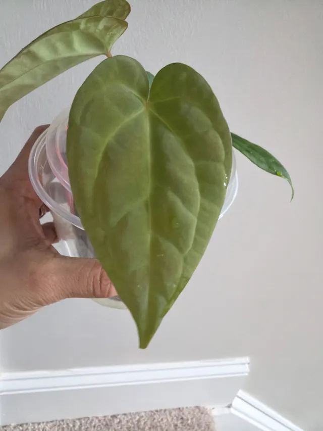 Carla X BVEP X AOS × Carla X Pap (Soul Reaper) Seedling 005, an offspring from this pairing