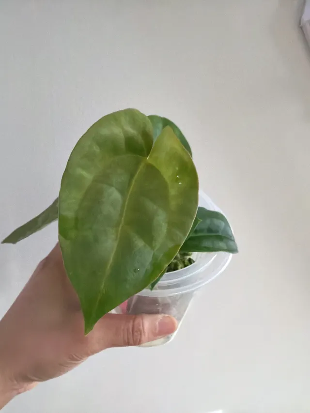 Carla X BVEP X AOS × Carla X Pap (Soul Reaper) Seedling 009, an offspring from this pairing