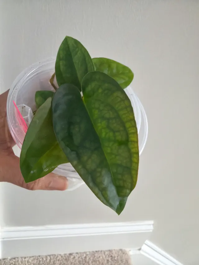 Carla X BVEP X AOS × Carla X Pap (Soul Reaper) Seedling 002, an offspring from this pairing