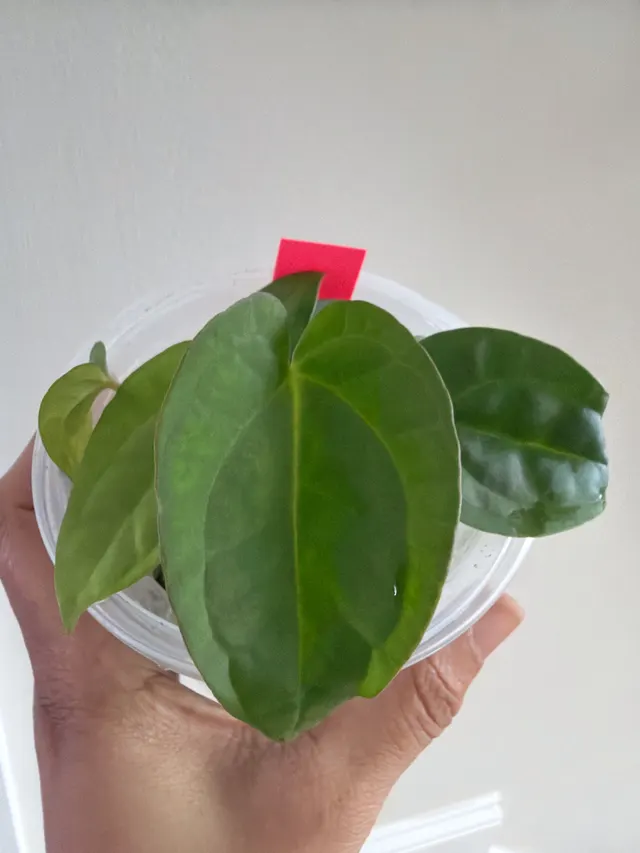 Carla X BVEP X AOS × Carla X Pap (Soul Reaper) Seedling 004, an offspring from this pairing